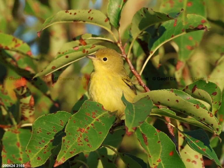 recent_Yellow-Warbler