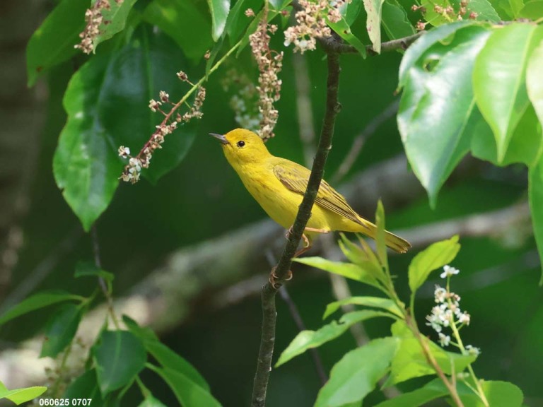 recent_Yellow-Warbler_1
