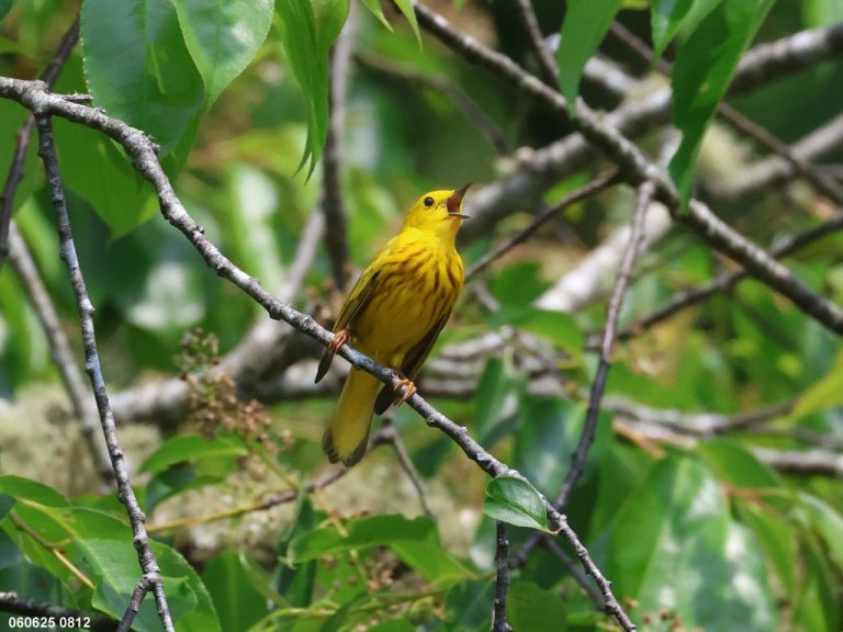 recent_Yellow-Warbler_2