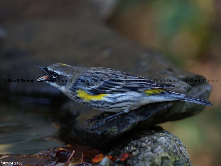 recent_Yellow-rumped-Warbler-alt