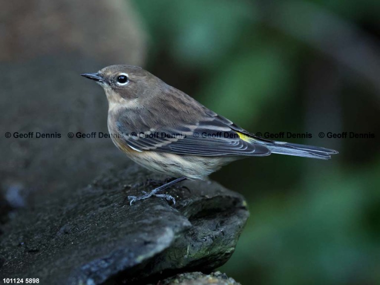 recent_Yellow-rumped-Warbler-oct