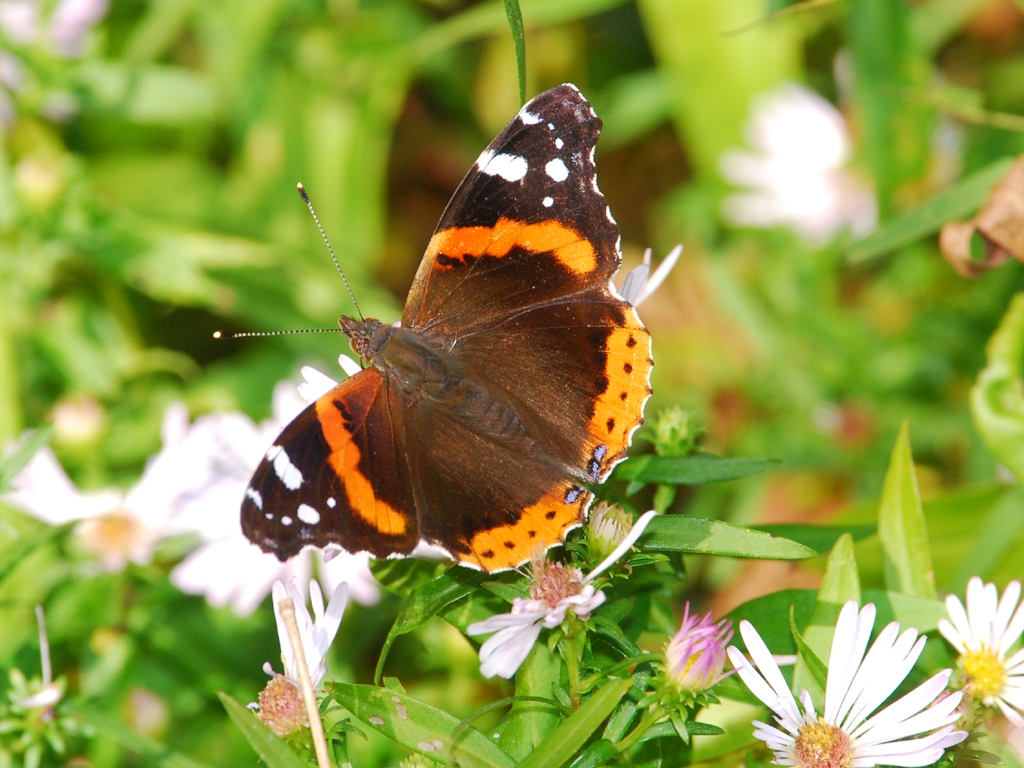 Red-Admiral-AA