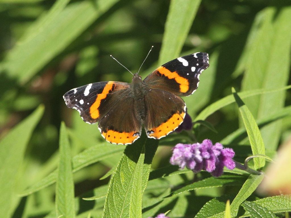 Red-Admiral-AB