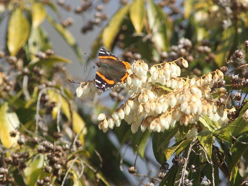 Red-Admiral-AC