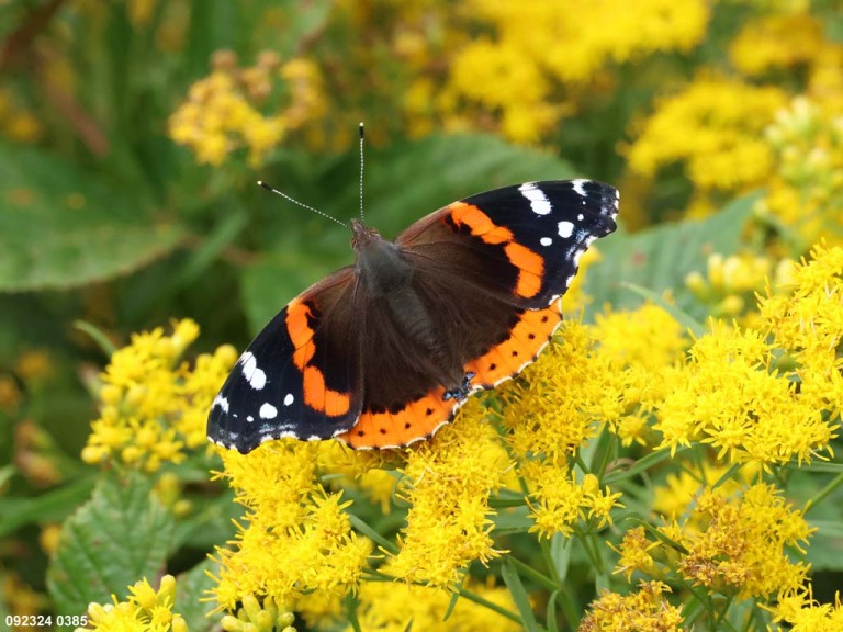 Red-Admiral-AD