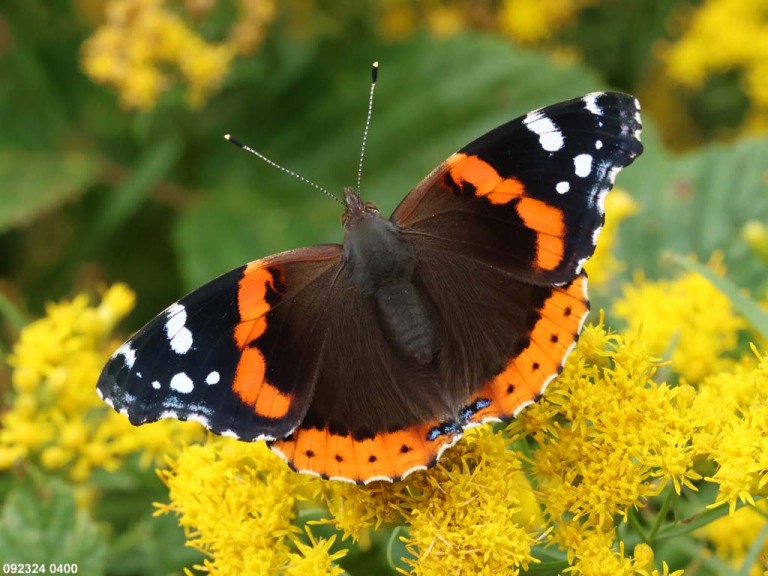 Red-Admiral-AE