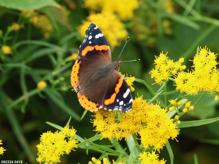 Red-Admiral-AF