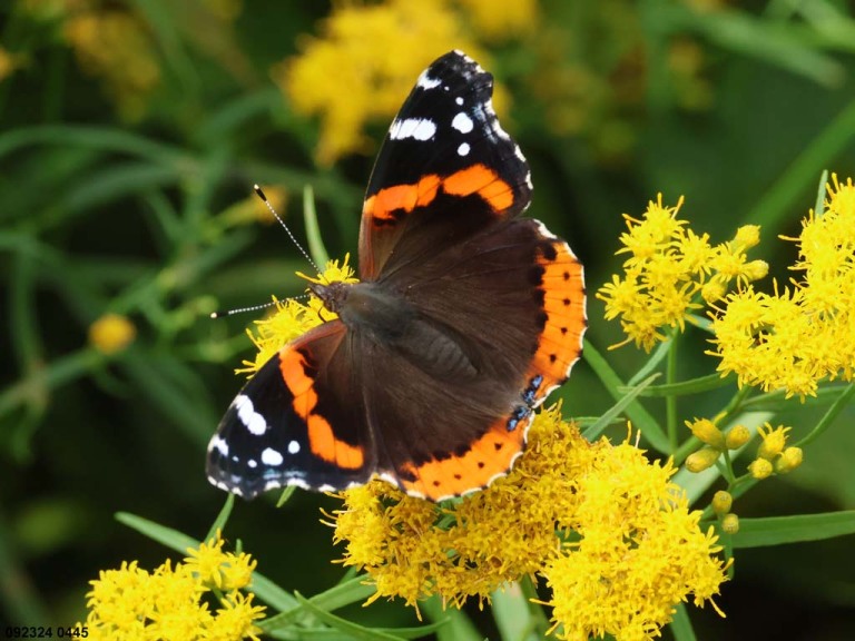 Red-Admiral-AG