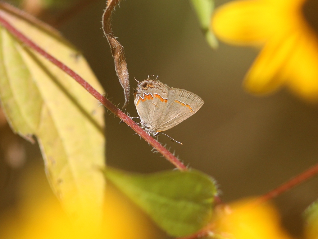 Red-banded-Hairstreak-AA