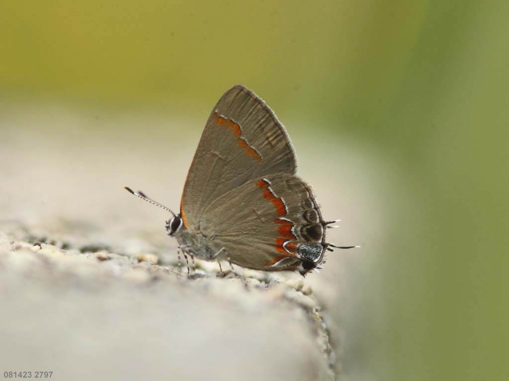 Red-banded-Hairstreak-AB