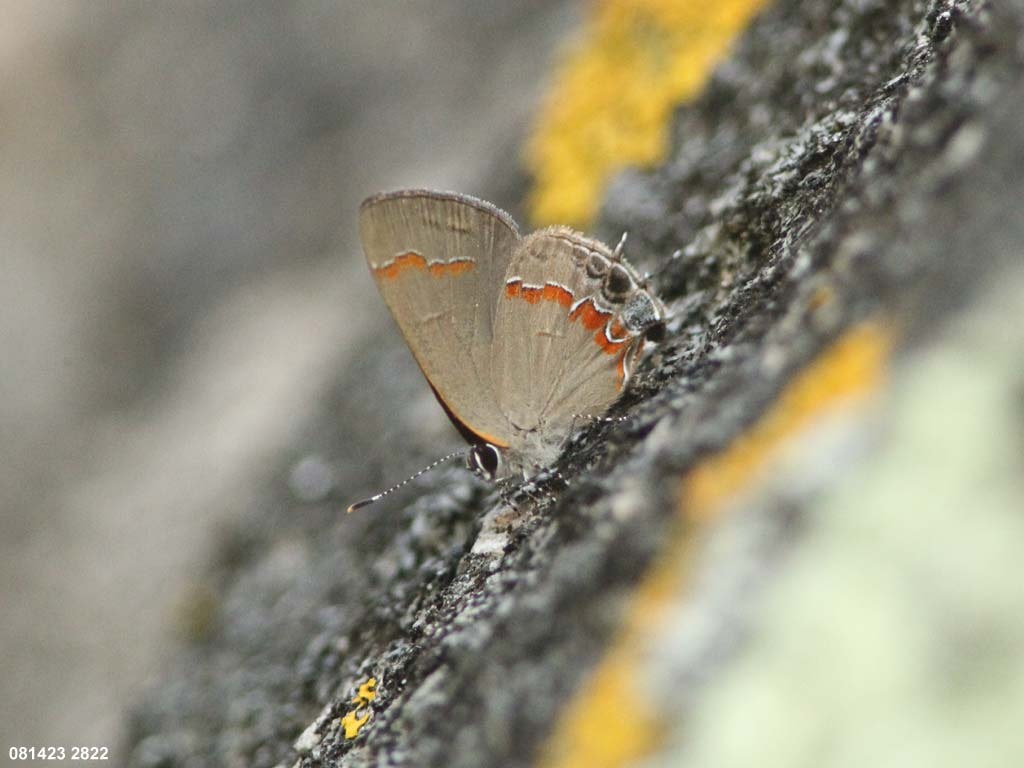 Red-banded-Hairstreak-AC