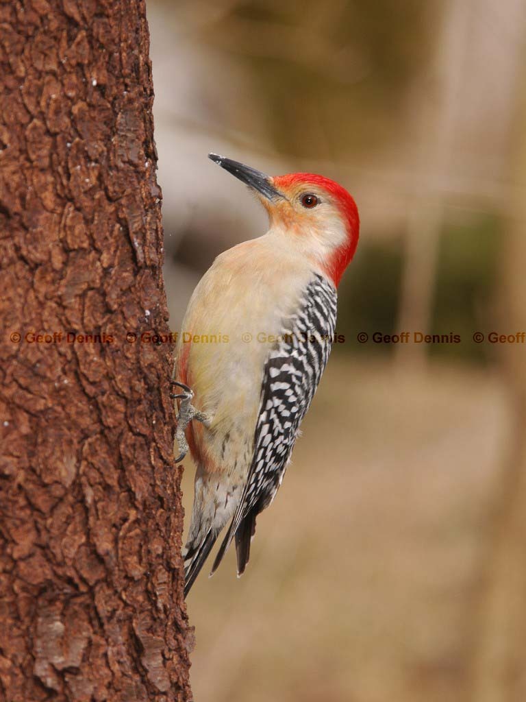 RBWO-AA_Red-bellied-Woodpecker