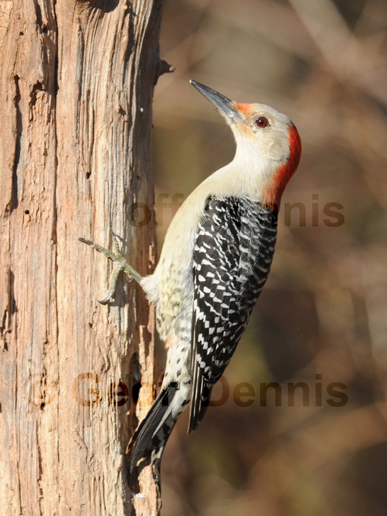 RBWO-AB_Red-bellied-Woodpecker