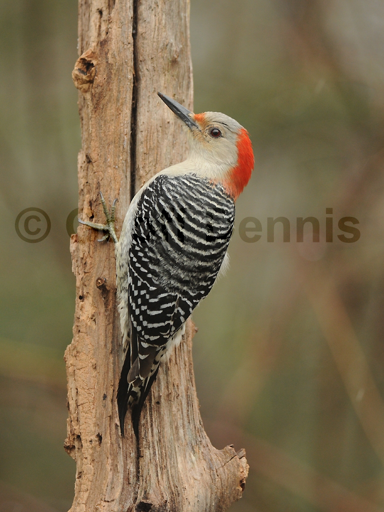 RBWO-AC_Red-bellied-Woodpecker