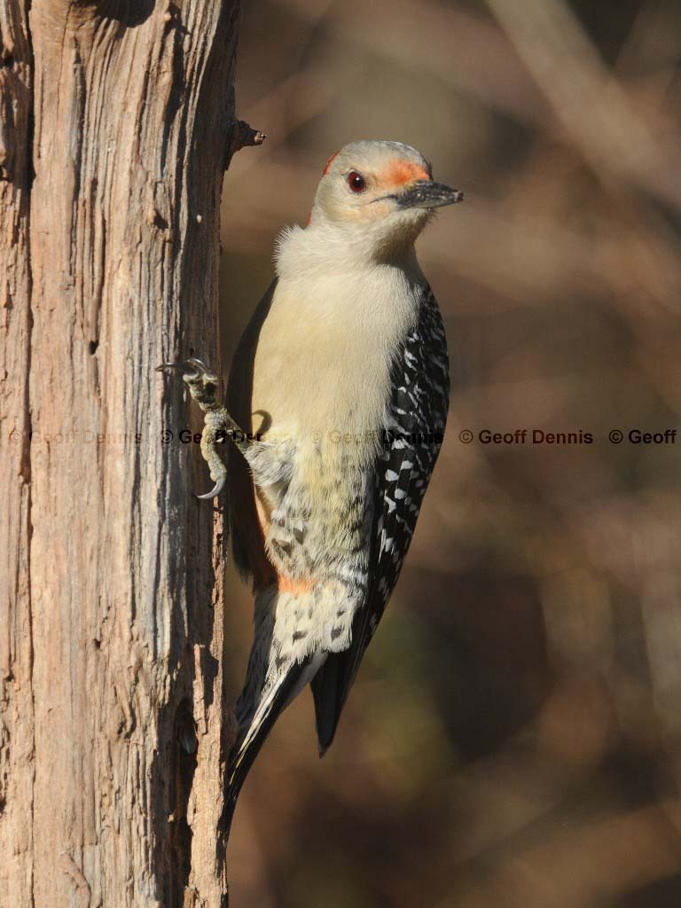 RBWO-AD_Red-bellied-Woodpecker