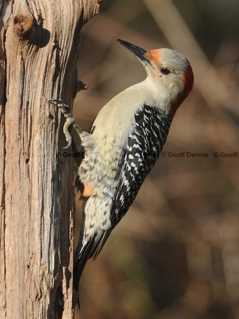 RBWO-AE_Red-bellied-Woodpecker
