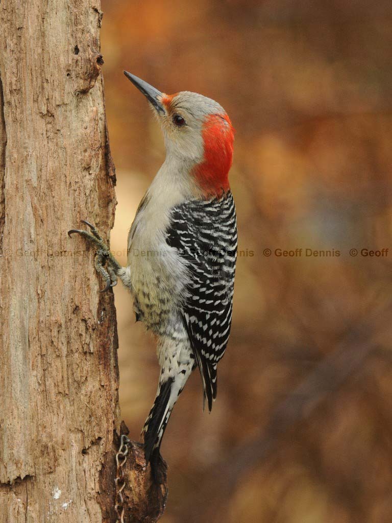 RBWO-AF_Red-bellied-Woodpecker