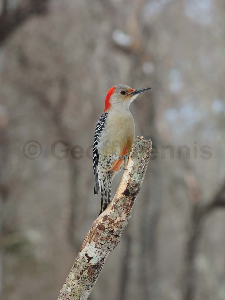RBWO-AG_Red-bellied-Woodpecker