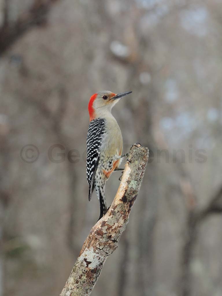 RBWO-AH_Red-bellied-Woodpecker