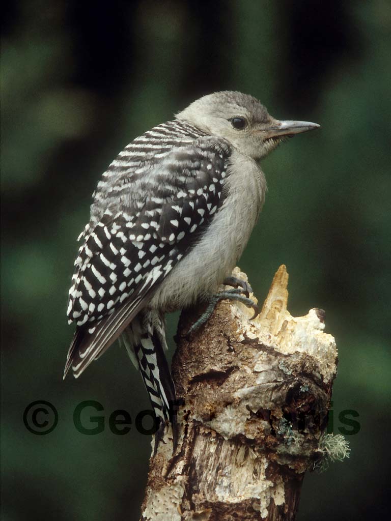 RBWO-AI_Red-bellied-Woodpecker