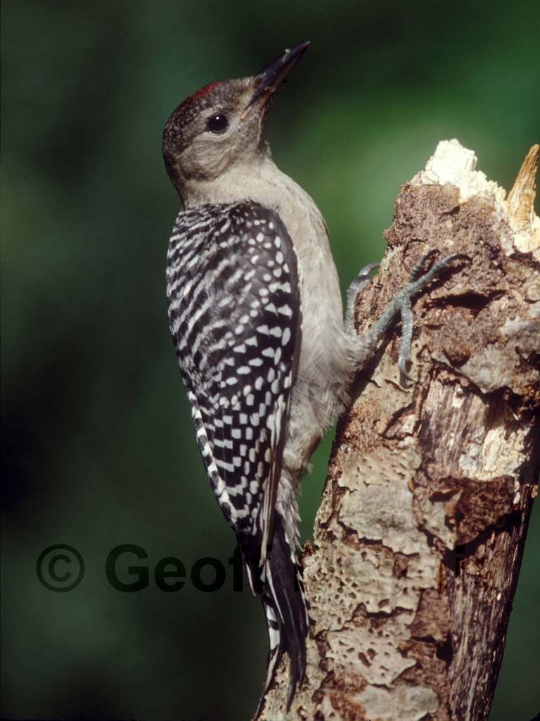 RBWO-AJ_Red-bellied-Woodpecker