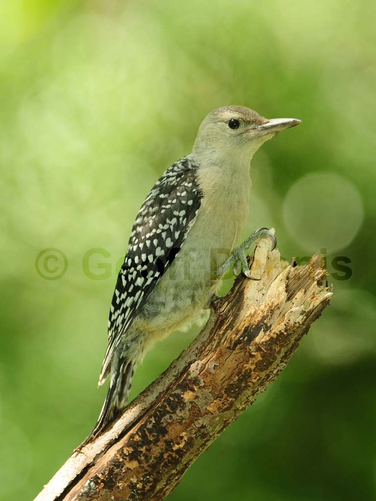 RBWO-AK_Red-bellied-Woodpecker