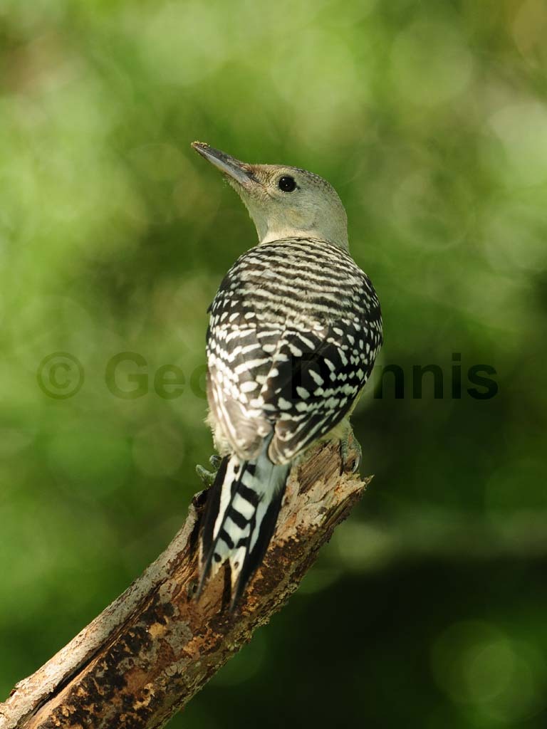 RBWO-AL_Red-bellied-Woodpecker