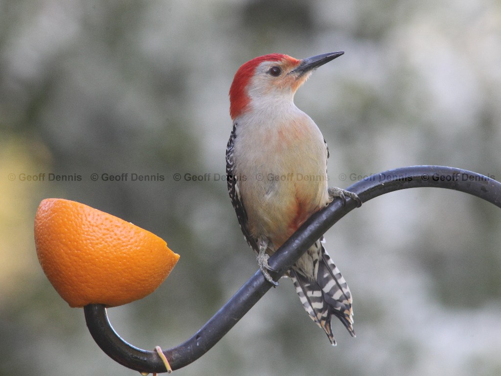 RBWO-AM_Red-bellied-Woodpecker