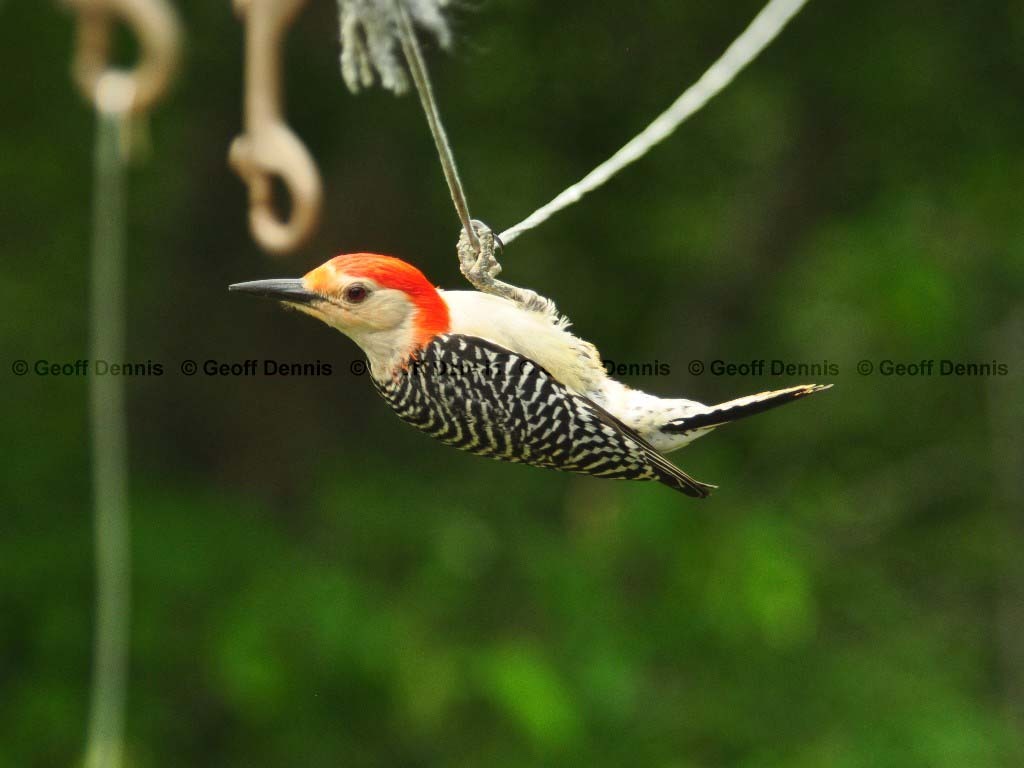 RBWO-AN_Red-bellied-Woodpecker