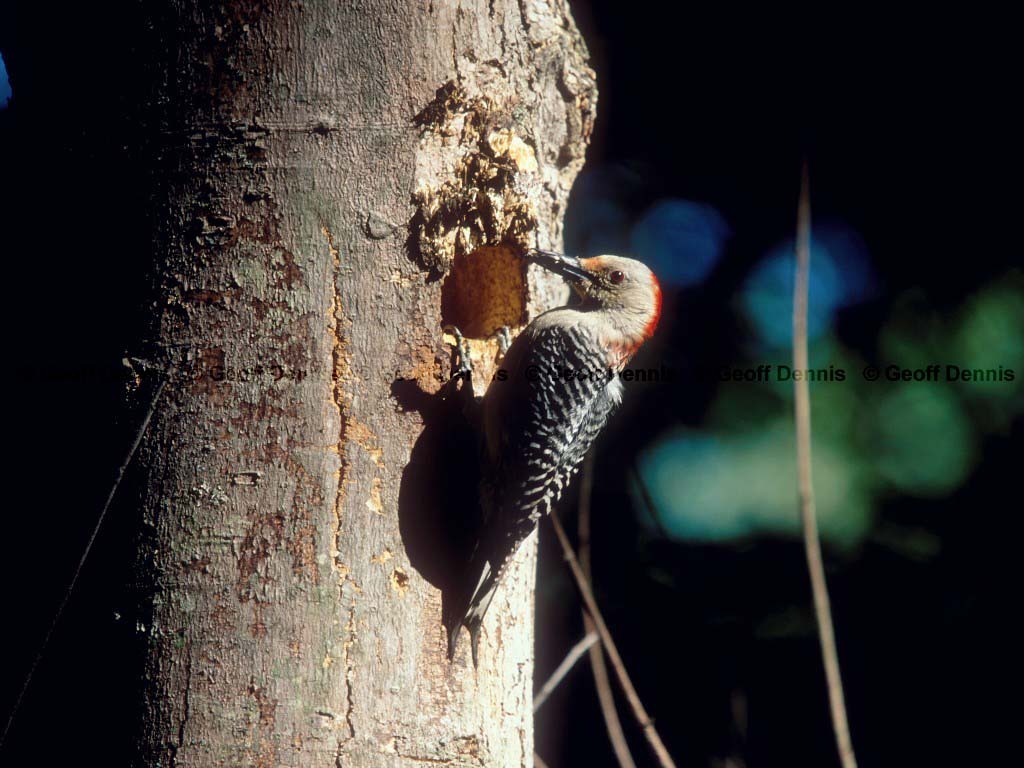 RBWO-AO_Red-bellied-Woodpecker