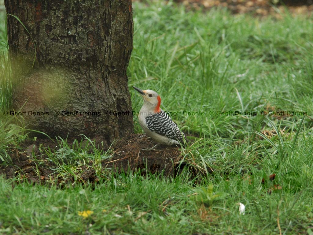 RBWO-AP_Red-bellied-Woodpecker