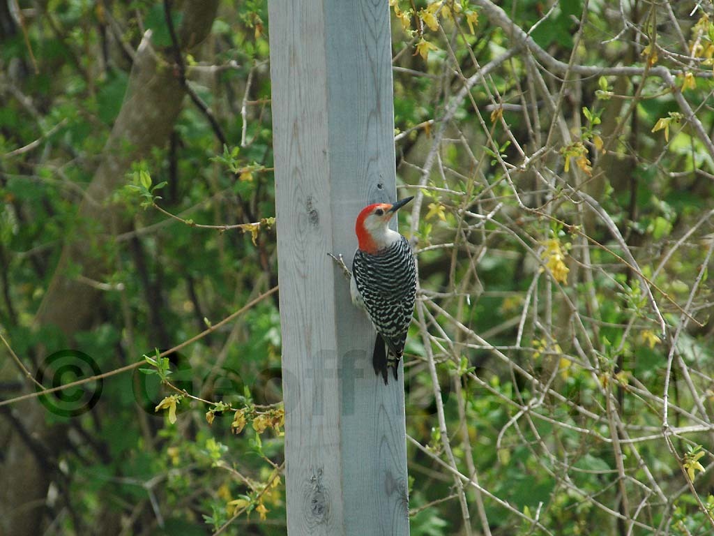 RBWO-AQ_Red-bellied-Woodpecker