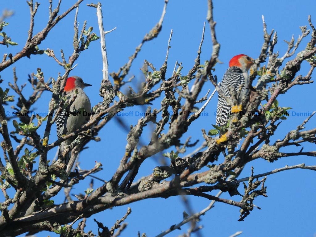 RBWO-AR_Red-bellied-Woodpecker