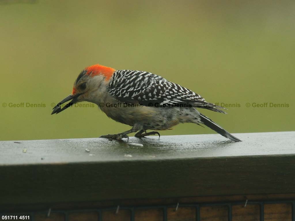 RBWO-AU_red-bellied-Woodpecker