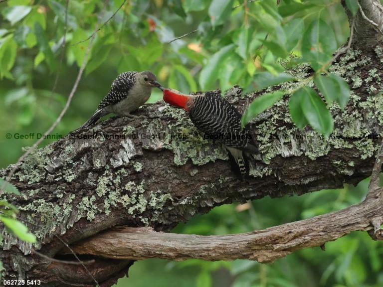RBWO-AV_Red-bellied-Woodpecker