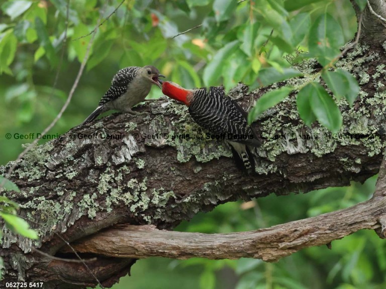RBWO-AW_Red-bellied-Woodpecker