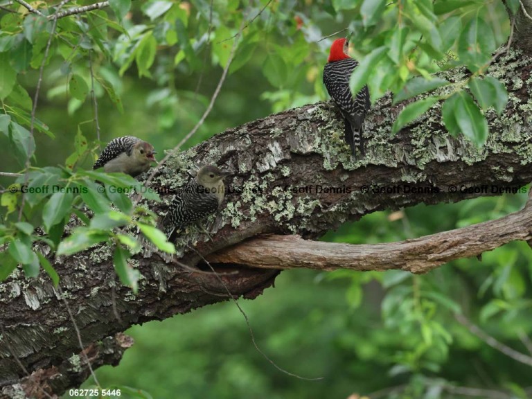 RBWO-AX_Red-bellied-Woodpecker