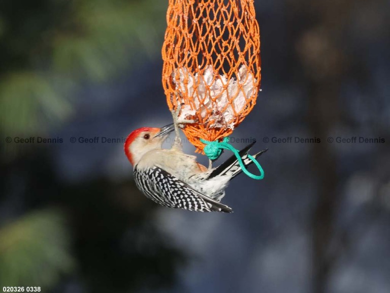 RBWO-AY_Red-bellied-Woodpecker