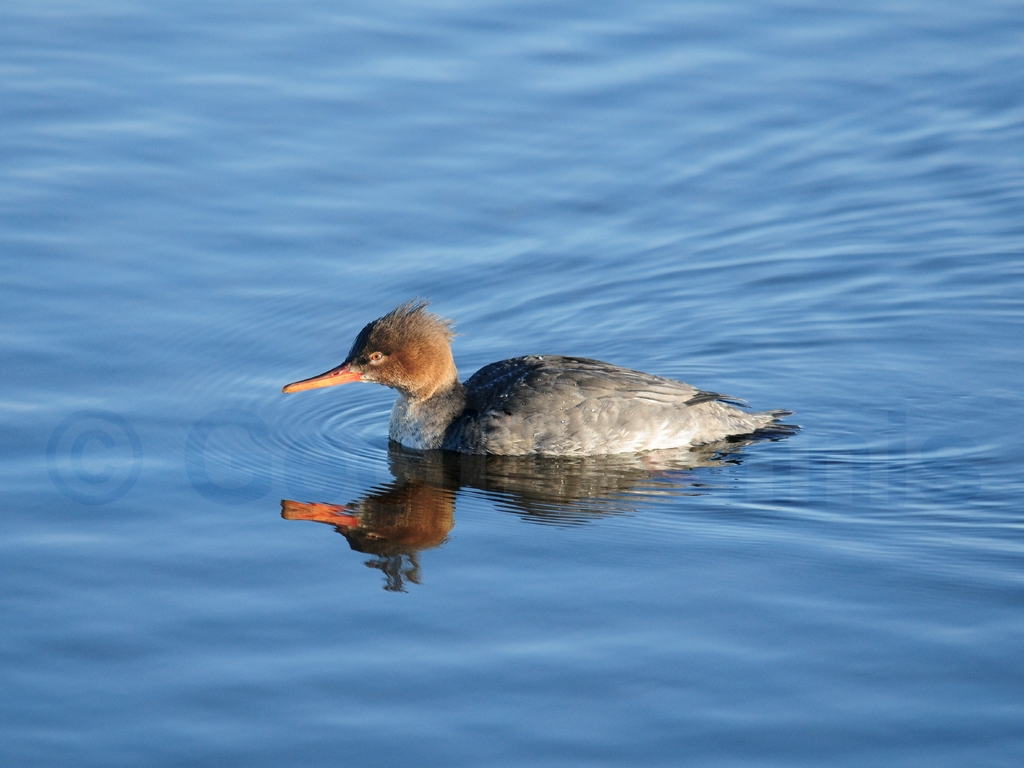 RBME-AA_Red-breasted-Merganser