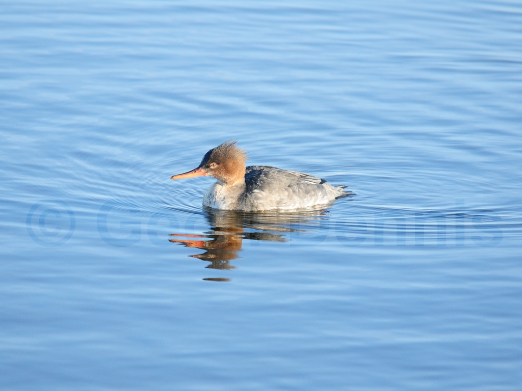 RBME-AB_Red-breasted-Merganser