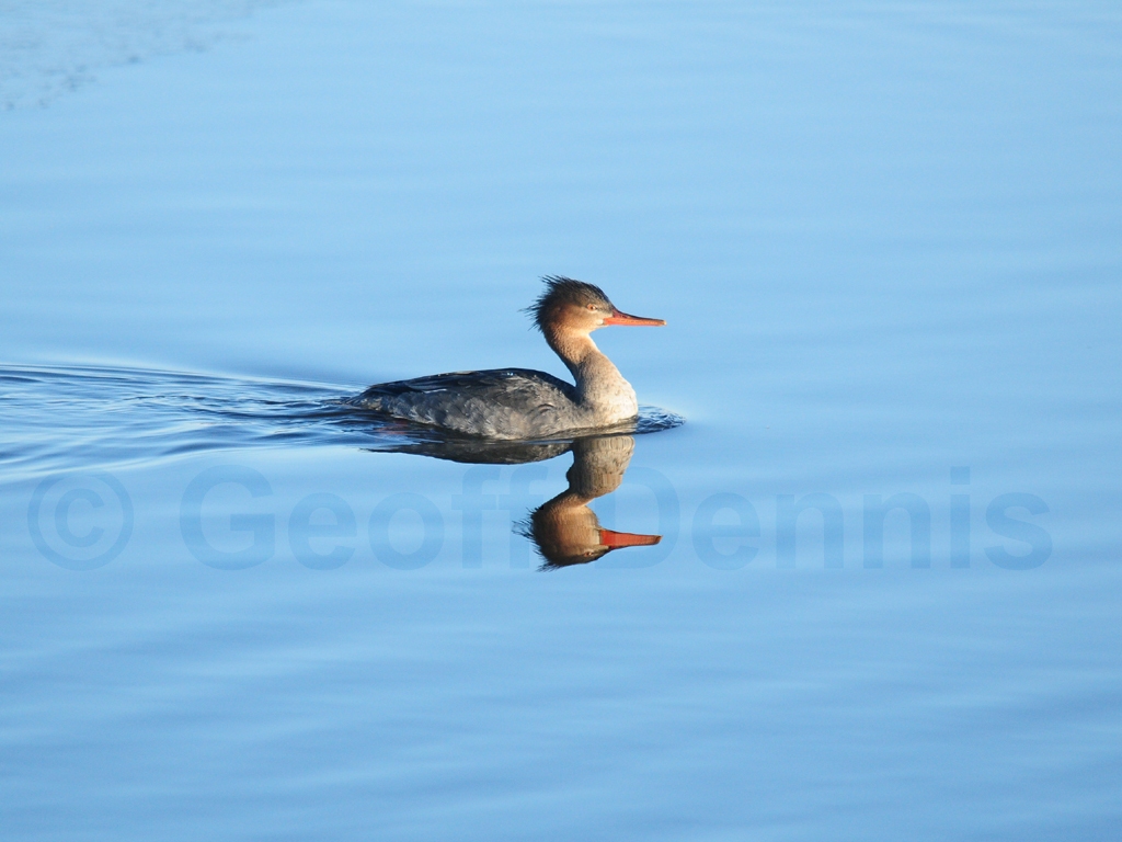 RBME-AC_Red-breasted-Merganser