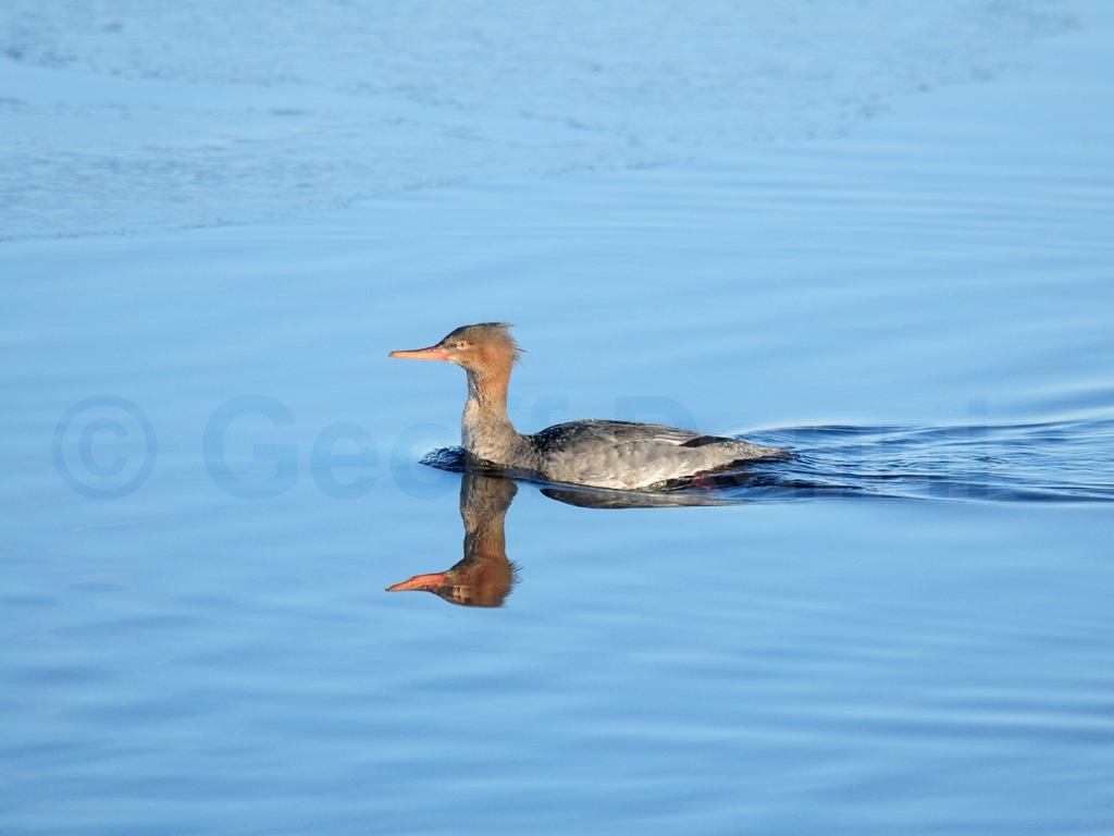 RBME-AD_Red-breasted-Merganser