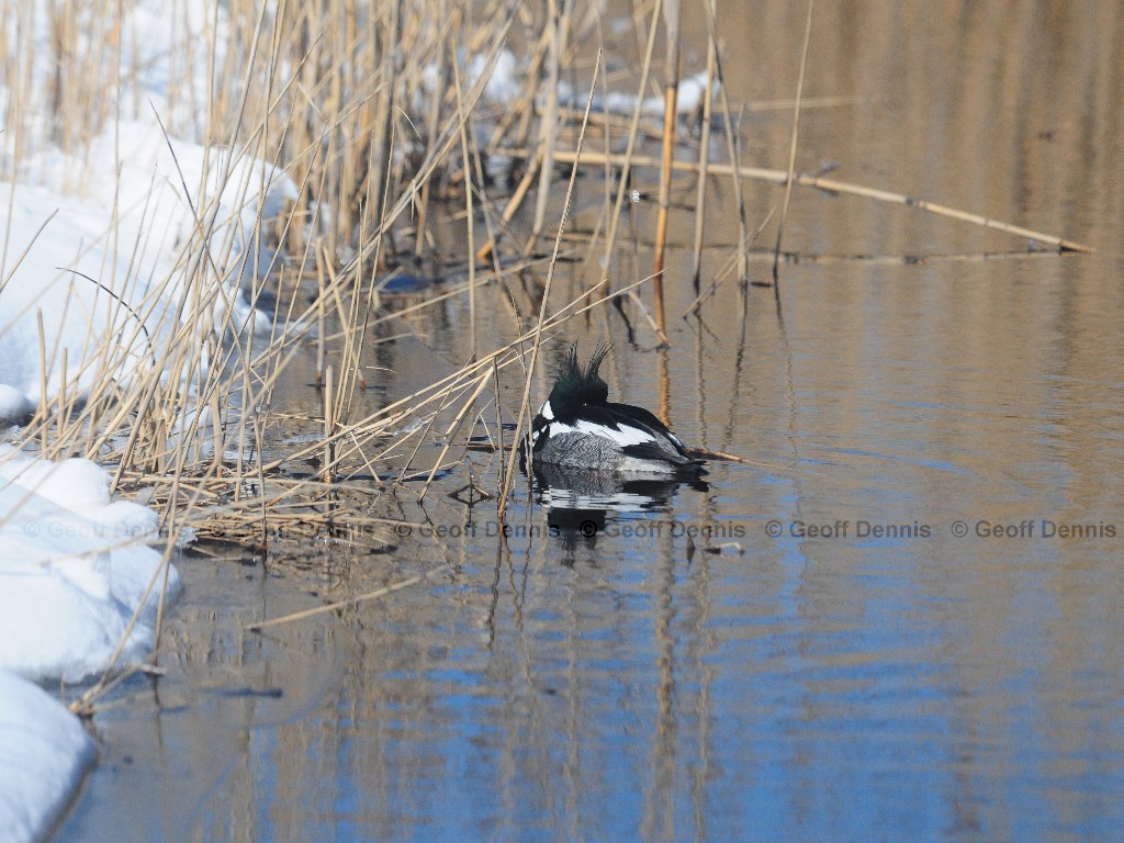 RBME-AE_Red-breasted-Merganser