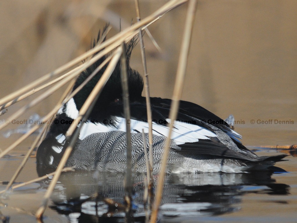 RBME-AF_Red-breasted-Merganser
