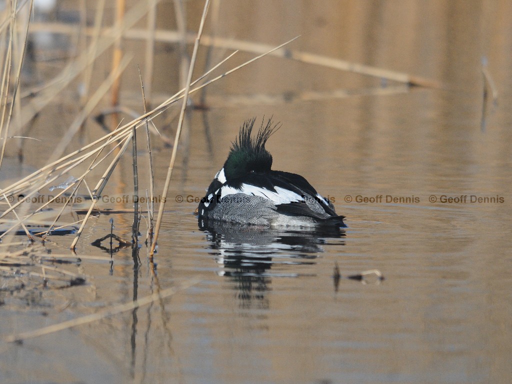 RBME-AG_Red-breasted-Merganser