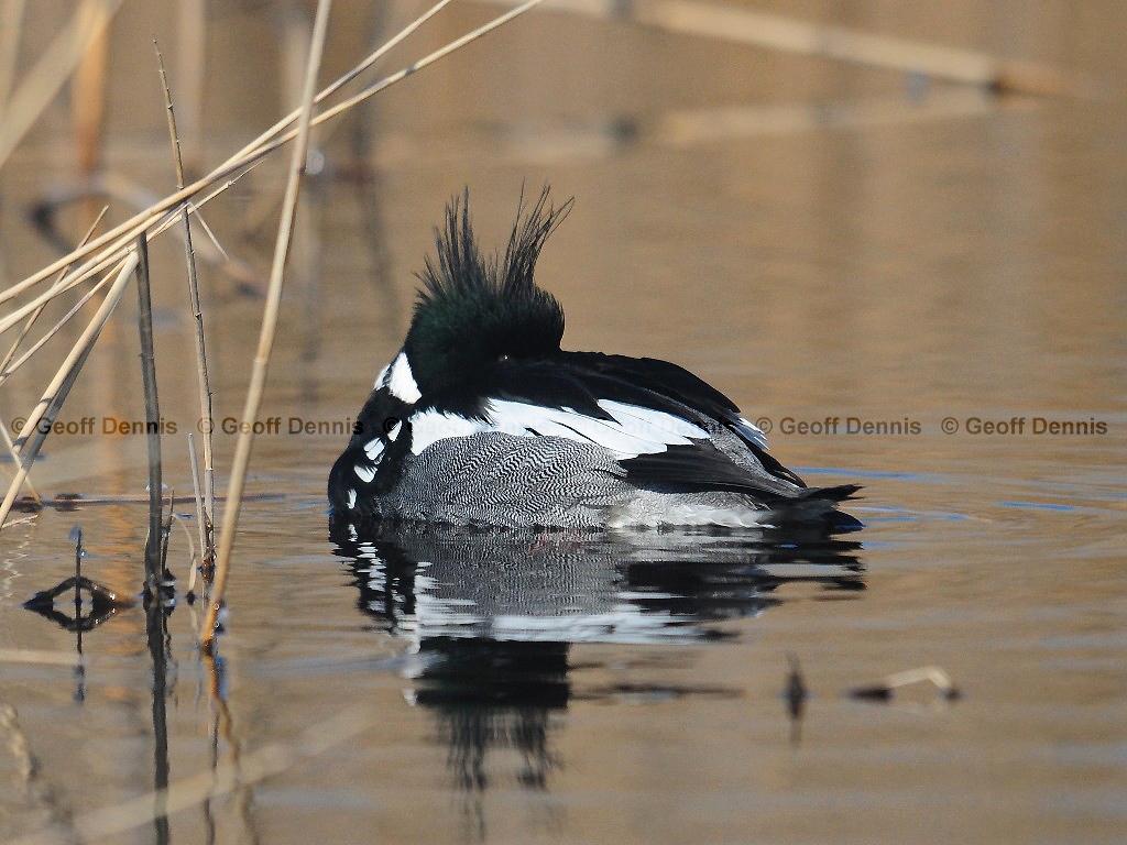 RBME-AH_Red-breasted-Merganser