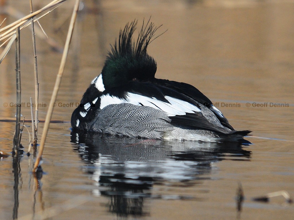 RBME-AI_Red-breasted-Merganser