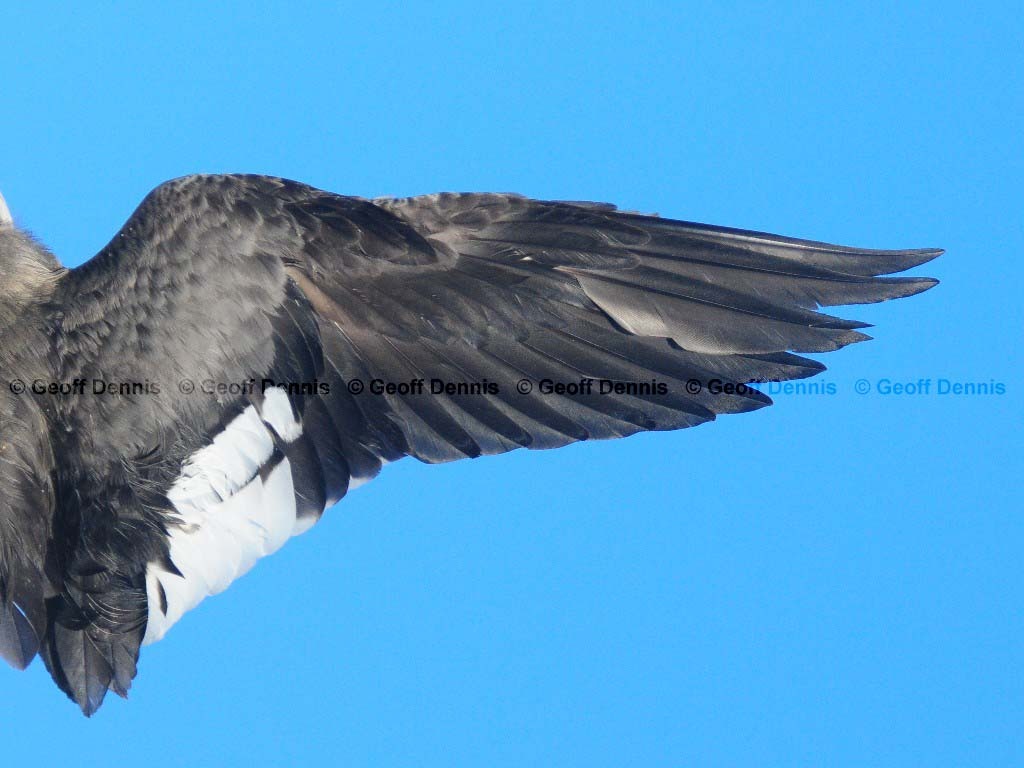 RBME-AJ_Red-breasted-Merganser