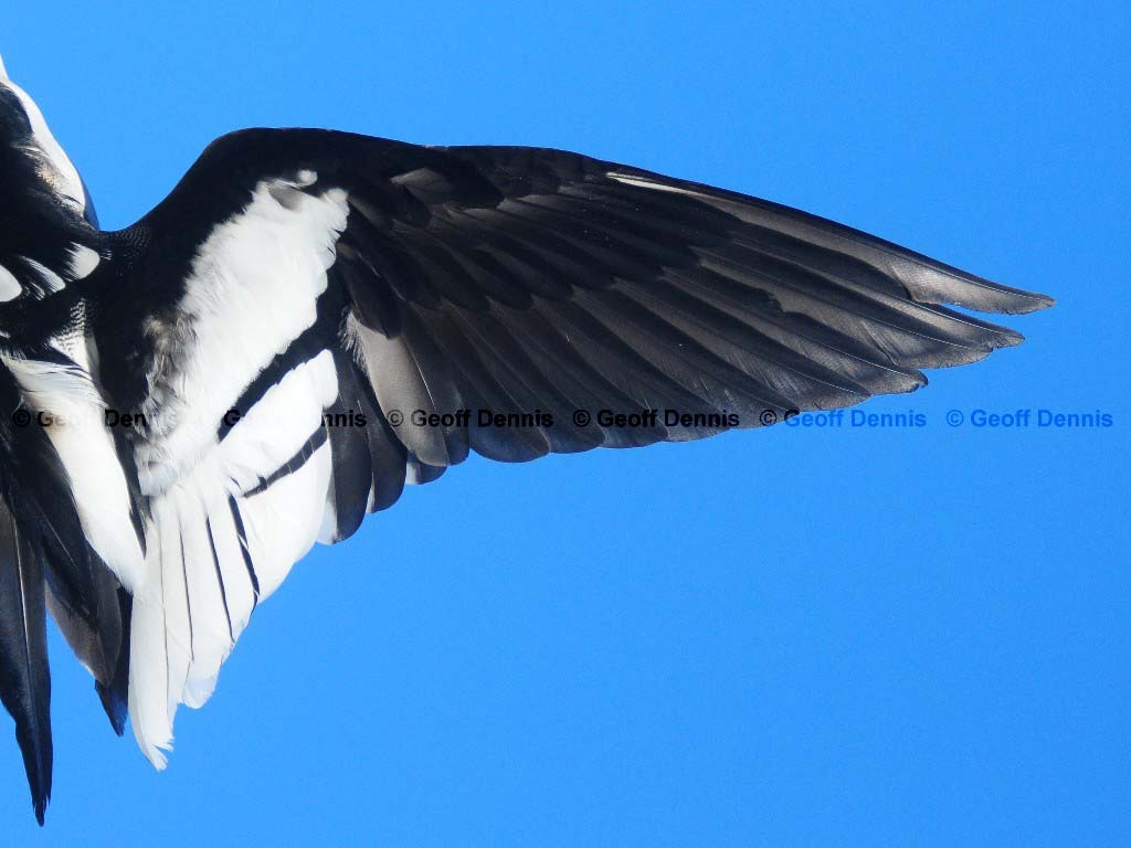 RBME-AK_Red-breasted-Merganser