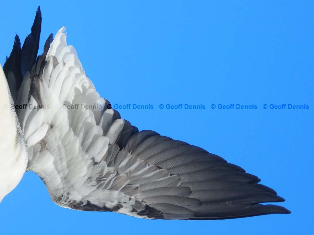 RBME-AN_Red-breasted-Merganser